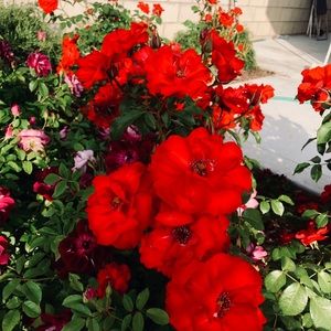 Meet your Posher, Greg